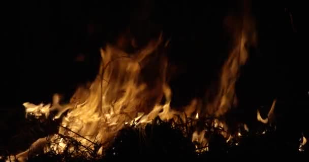 Φωτιά τη νύχτα. Ξηρό χόρτο καύση στο χωράφι. Καύση αχύρου στο πεδίο. Πυρκαγιά, καίγοντας παλιό χορτάρι στον τομέα. — Αρχείο Βίντεο