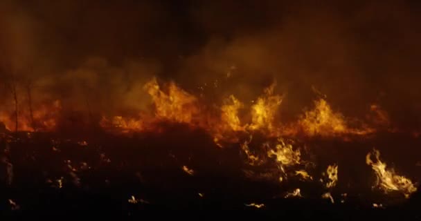 Fogo selvagem à noite. Floresta fumaça ardente . — Vídeo de Stock