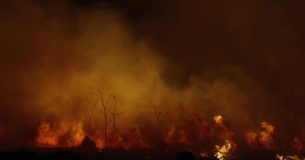 Fogo selvagem à noite. Floresta fumaça ardente . — Vídeo de Stock