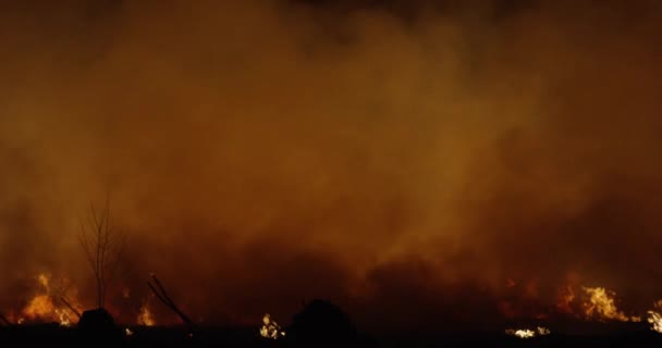 Incendios por la noche. Bosque quemando humo . — Vídeos de Stock