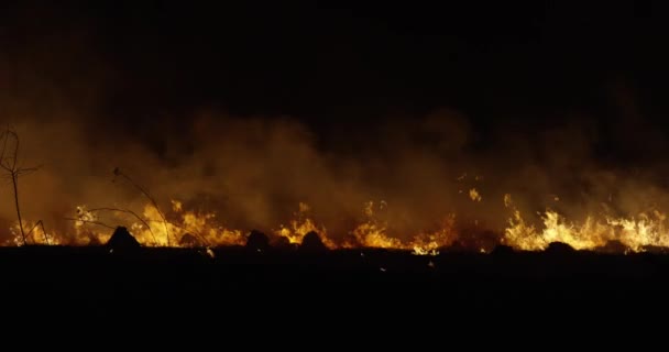 Дикий вогонь вночі. Лісовий палаючий дим . — стокове відео