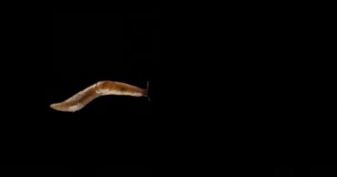 Yavaş hareket sümüklü brüt Slug alfa kanal siyah ekran 