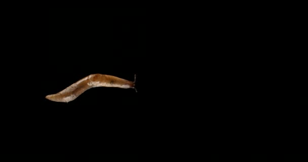 Lento movimento viscido Gross Slug Alpha canale schermo nero — Video Stock