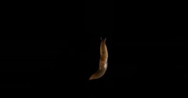 Yavaş hareket sümüklü brüt Slug alfa kanal siyah ekran 4k