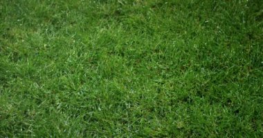 Çimen çiy damlaları ile. Bulanık su damlaları ile çim arka plan bakış.