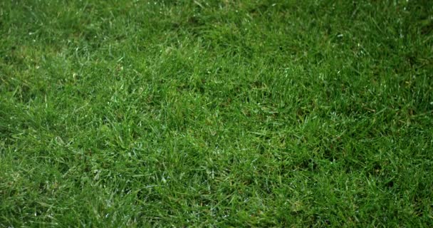 Herbe avec gouttes de rosée. fond d'herbe floue avec gouttes d'eau gros plan . — Video