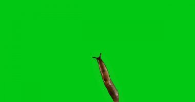 Sümüklü böcek hareketi yeşil zemin üzerine. Chroma anahtar
