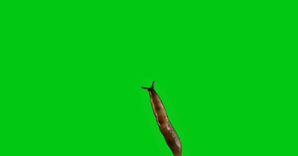 Slug movement on green background. Chroma key — Stock Video