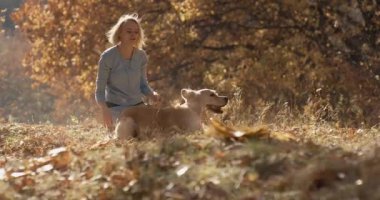 Genç dişi labrador golden retriever köpek Park, ile oynarken yavaş hareket