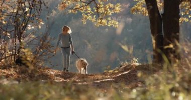 Genç dişi labrador golden retriever köpek Park, ile oynarken yavaş hareket