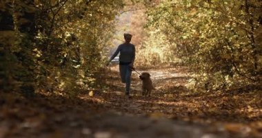 Genç dişi labrador golden retriever köpek Park, ile oynarken yavaş hareket