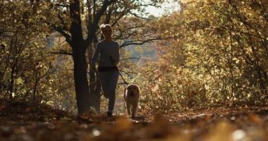 Genç dişi labrador golden retriever köpek Park, ile oynarken yavaş hareket