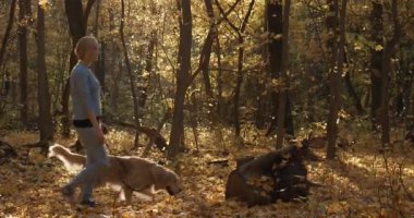 Genç dişi labrador golden retriever köpek Park, ile oynarken yavaş hareket