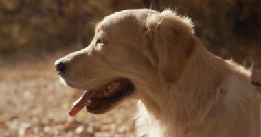 Altın geri almak burnunu Slowmotion ayrıntı