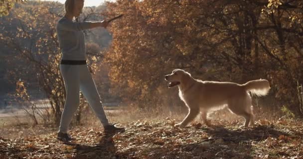 Młoda kobieta gra z labrador golden retriever pies w parku, zwolnionym tempie — Wideo stockowe