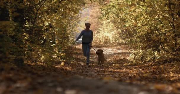 Joven hembra jugando con labrador golden retriever perro en parque, cámara lenta — Vídeo de stock