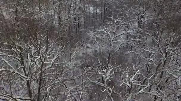 空中の雪覆われた木のドローン映像風景が冬の自然美しいヨーロッパの森 — ストック動画