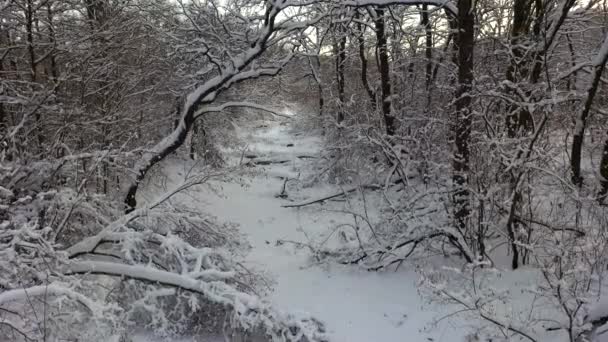 Kamera bewegt sich zwischen schneebedeckten Bäumen bei Schneefall im Wald am Wintertag. Luftbild. — Stockvideo