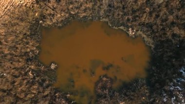 Sonbahar aylarında kahverengi renklerde orman ve göl havadan drone Panoraması. Rus kırsal