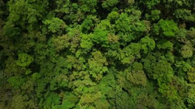 Orman arka planda yeşil ağaçların havadan görünümü, Peru, Andes, Güney Amerika.
