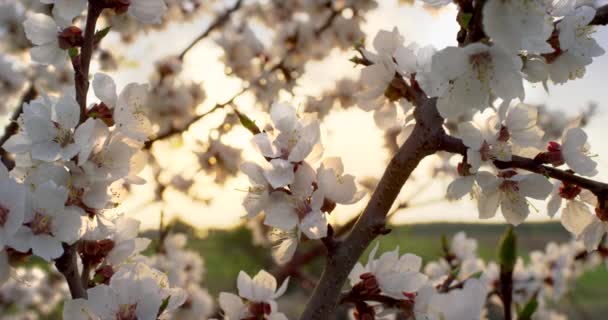 Am Kirschbaum blühen rosa Frühlingsblumen. Aufnahme auf 6k roter Kamera in Zeitlupe. — Stockvideo