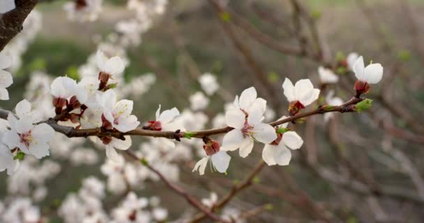 桜の木にピンクの春の花。スローモーションで6k赤いカメラで撮影. — ストック動画