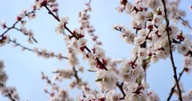 Kiraz Ağacı'nda Pembe Bahar Çiçeği Çiçekleri. 6k Kırmızı kamerada yavaş çekimde çekilmiş.
