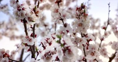 Kiraz Ağacı'nda Pembe Bahar Çiçeği Çiçekleri. 6k Kırmızı kamerada yavaş çekimde çekilmiş.
