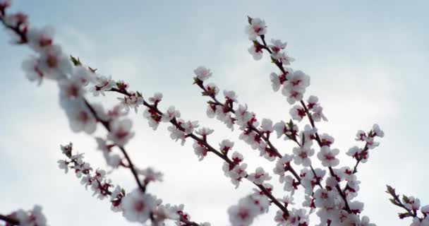 Flor de primavera rosa florece en el cerezo. Fotografía en cámara RED de 6K en cámara lenta . — Vídeos de Stock