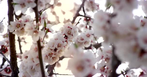 Ροζ λουλούδια άνοιξη λουλουδιών στην Κερασιά. Shot σε κόκκινη κάμερα 6k σε αργή κίνηση. — Αρχείο Βίντεο