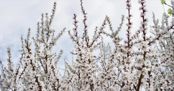 Fleur de printemps rose fleurit sur le cerisier. Tourné sur caméra 6K ROUGE au ralenti . — Video