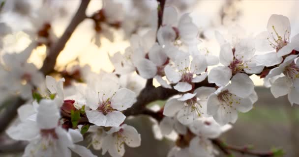 Fleur de printemps rose fleurit sur le cerisier. Tourné sur caméra 6K ROUGE au ralenti . — Video