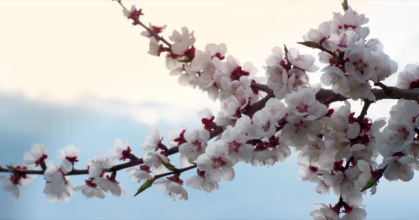 Flor de primavera rosa Flores na árvore de cerejeira. Filmado em 6K câmera vermelha em câmera lenta . — Vídeo de Stock