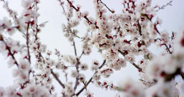 Am Kirschbaum blühen rosa Frühlingsblumen. Aufnahme auf 6k roter Kamera in Zeitlupe. — Stockvideo