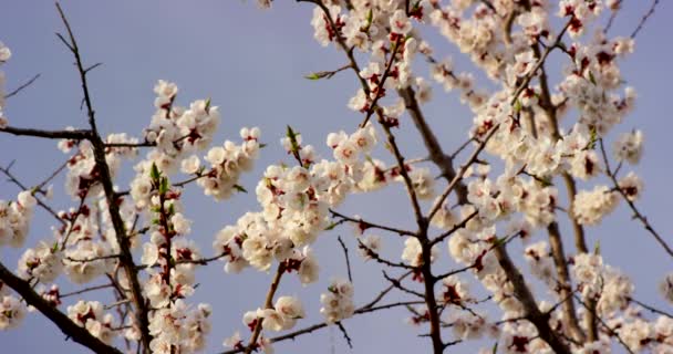 Am Kirschbaum blühen rosa Frühlingsblumen. Aufnahme auf 6k roter Kamera in Zeitlupe. — Stockvideo