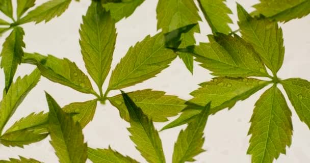 밝은 흰색 배경에 회전 고립 된 녹색 야생 포도 잎. 레드 6k 카메라로 촬영한 클로즈업 뷰 — 비디오