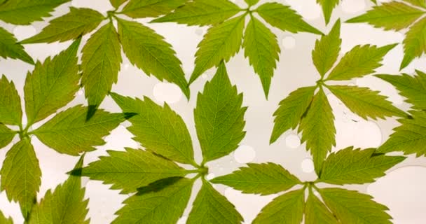 밝은 흰색 배경에 회전 고립 된 녹색 야생 포도 잎. 레드 6k 카메라로 촬영한 클로즈업 뷰 — 비디오