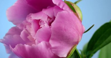 Çiçek açan şakayık çiçeği açık, zaman atlamalı. Yakından görünüm, Red 6k kamera da çekim