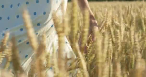 Bei Sonnenuntergang berühren Frauen auf einem Feld Weizenähren. Aufnahme in Zeitlupe auf 6k roter Kamera. — Stockvideo