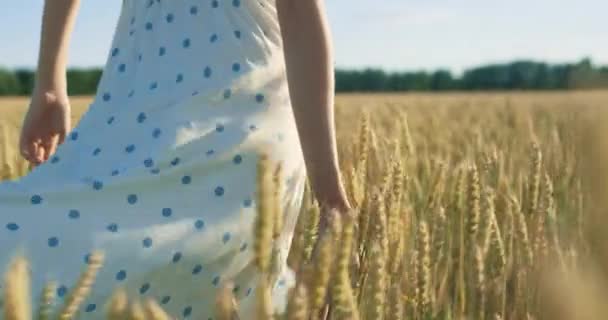 在夕阳的田野上，女人手摸麦穗。在 6k 红色摄像机上以慢动作拍摄. — 图库视频影像