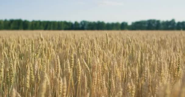 夕阳下，在麦田里种的金大麦。在 6k 红色摄像机上以慢动作拍摄. — 图库视频影像