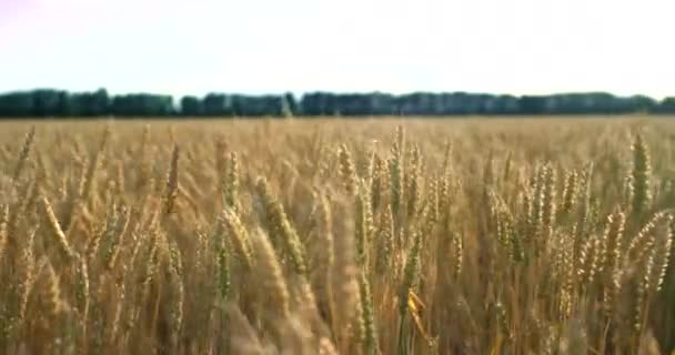 夕阳下，在麦田里种的金大麦。在 6k 红色摄像机上以慢动作拍摄. — 图库视频影像