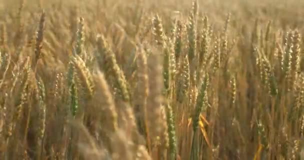 Närbild skott av gyllene korn växter i ett vetefält på solnedgången. Skjuten i slow motion på 6k röd kamera. — Stockvideo