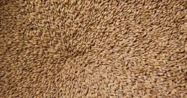 Bira yapmak için buğday kırıcı makinesinde yüklenen buğday taneleri yakın. Bira. 6k Kırmızı kamerada yavaş çekimde çekilmiş.