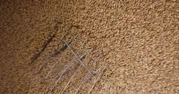 Close up of wheat grains loading in wheat crusher machine for making beer. Brewery. Shot in slow motion on 6K RED camera. — Stock Video