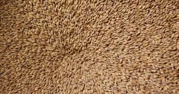 Primo piano di chicchi di grano carico in macchina frantoio grano per la produzione di birra. Birreria. Girato al rallentatore sulla macchina fotografica 6K RED . — Video Stock