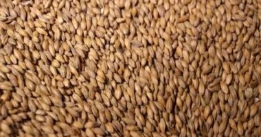 Bira yapmak için buğday kırıcı makinesinde yüklenen buğday taneleri yakın. Bira. 6k Kırmızı kamerada yavaş çekimde çekilmiş.
