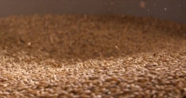 Gros plan du chargement des grains de blé dans la machine de concassage de blé pour la fabrication de la bière. Brasserie. Tourné au ralenti sur caméra 6K ROUGE .