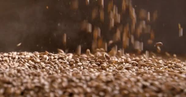 Primo piano di chicchi di grano carico in macchina frantoio grano per la produzione di birra. Birreria. Girato al rallentatore sulla macchina fotografica 6K RED . — Video Stock