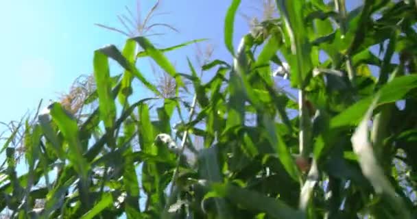 Corn field on farm land in summer. Camera tracking with stabilizer. Shot on 6K RED camera. — Stock Video